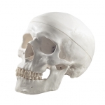 Human skull model,isolated